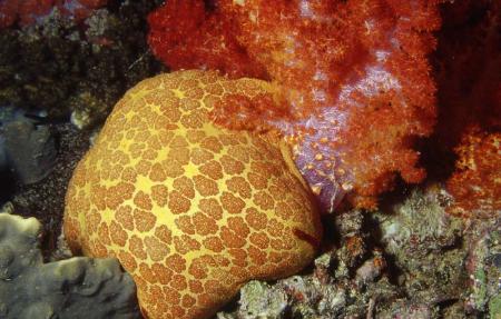coral-fiyi.jpg